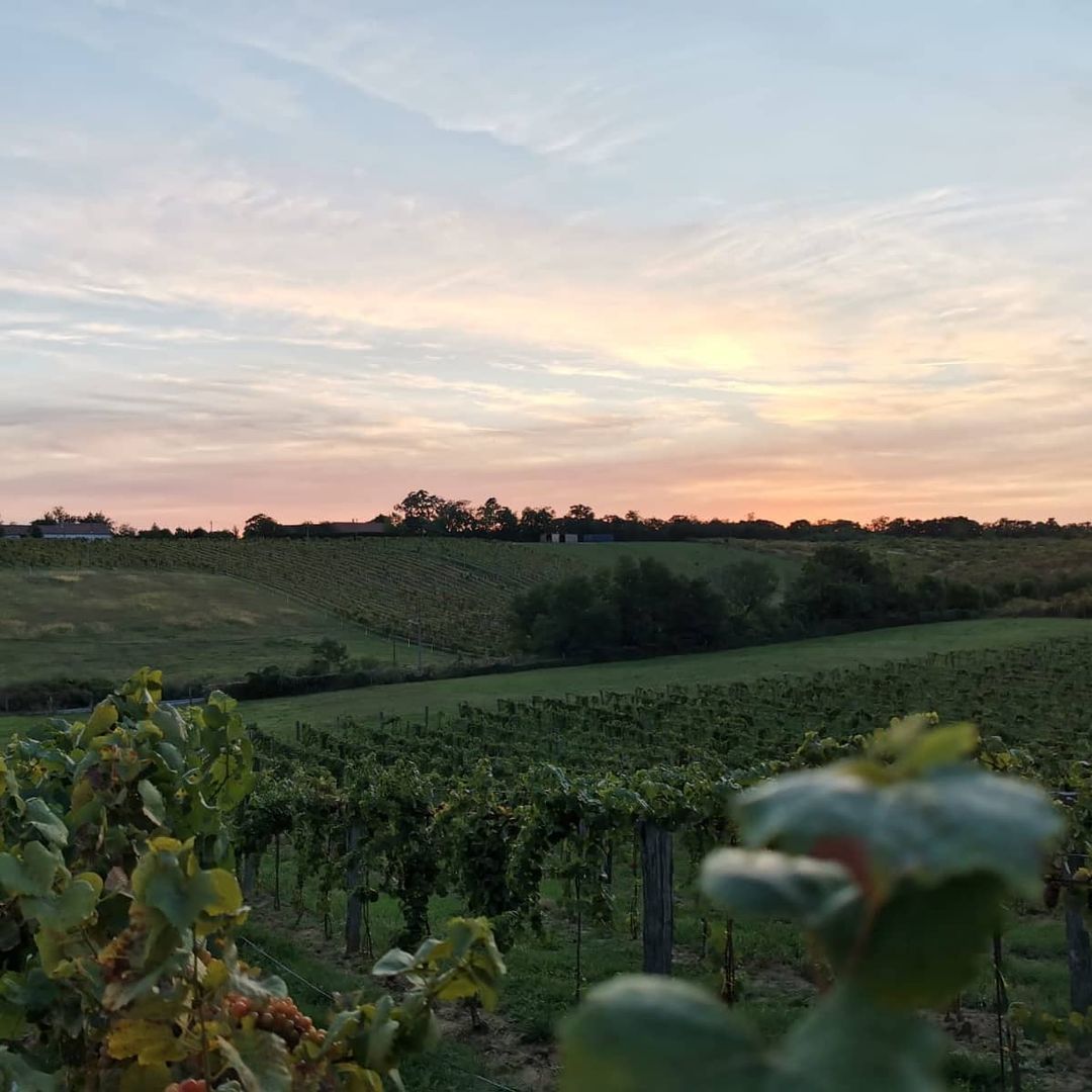 An introduction to the Slovakian natural wine scene
