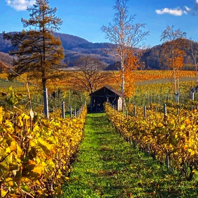 Discover Japan’s natural wine pioneers
