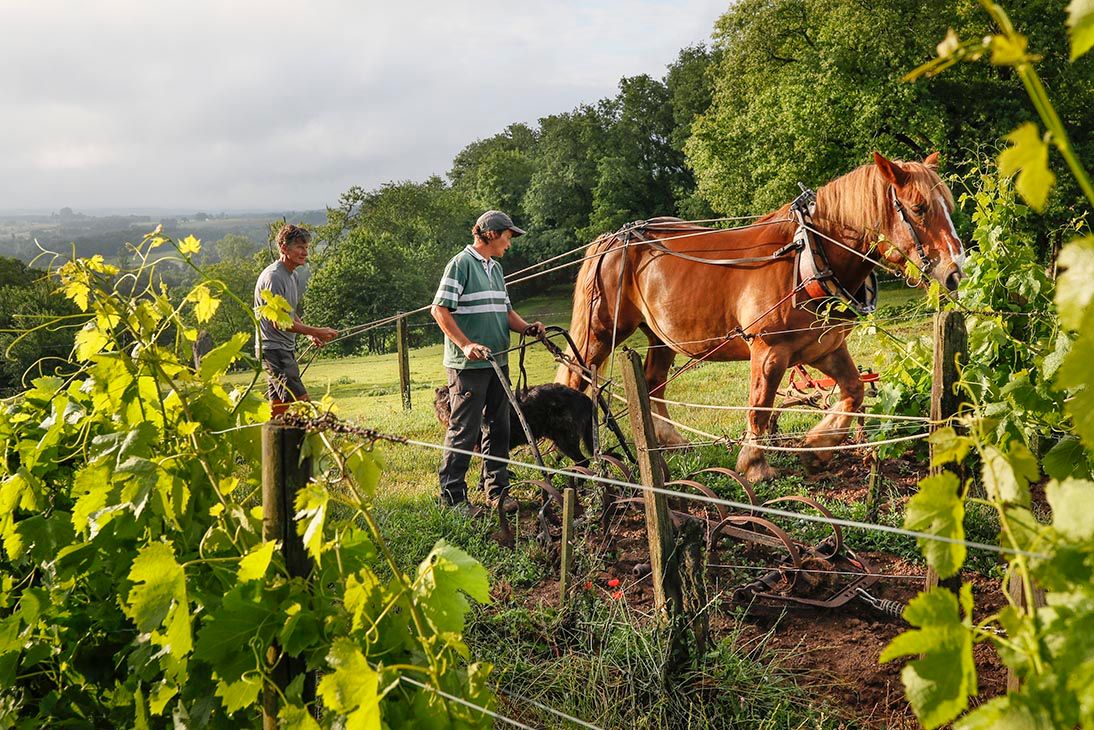 Why Aren't All Wines Vegan?