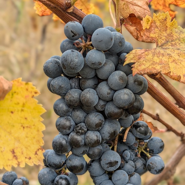 plp_product_/profile/tdwinery?currency=EUR