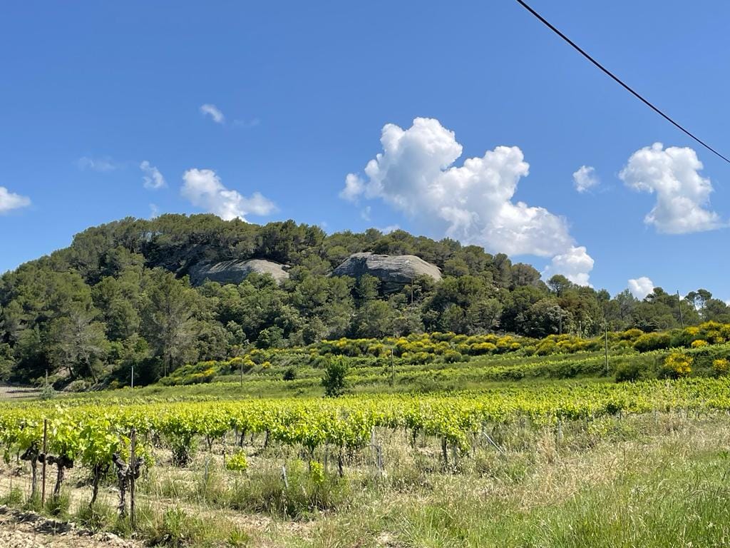 Meet the winemaker: Domaine Houillon